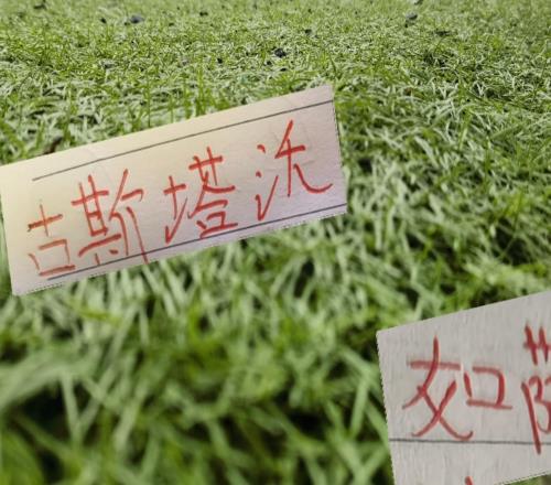 半程下来！海港2024夺冠外援挺好用古斯塔沃进5球